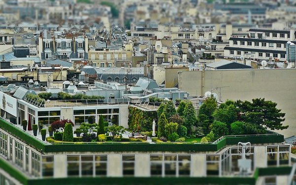 Sélection des plantes : Comment choisir la plante parfaite pour votre région