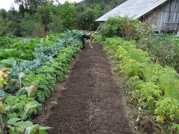 Prévoyez et organisez votre jardin potager pour une fructueuse récolte