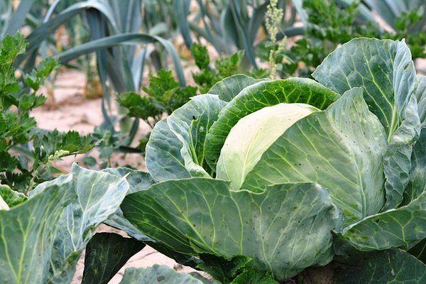 Comment Planter un Jardin Potager Réussi Dans une Ville ou un Appartement ?
