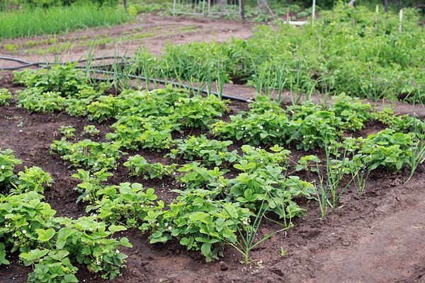 5 plantes compagnes pour un potager sain